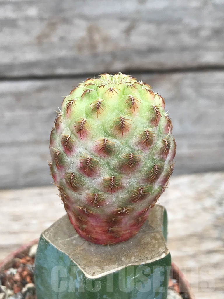 SHPR9833 Sulcorebutia rauschii f. variegata