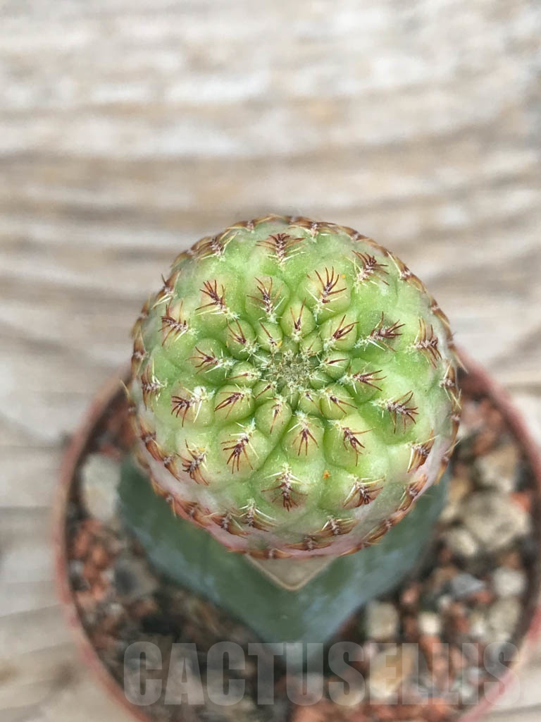 SHPR9833 Sulcorebutia rauschii f. variegata - Image 2