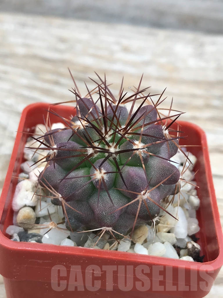 SHPR9840 Copiapoa longistaminea