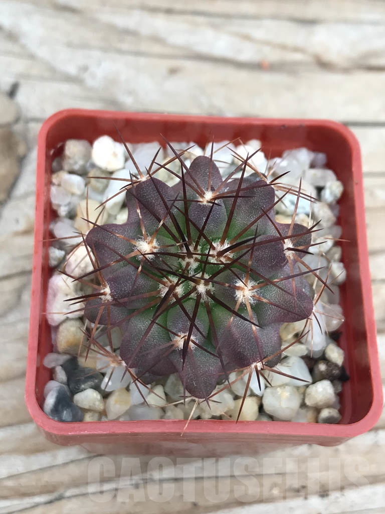 SHPR9840 Copiapoa longistaminea - Image 2