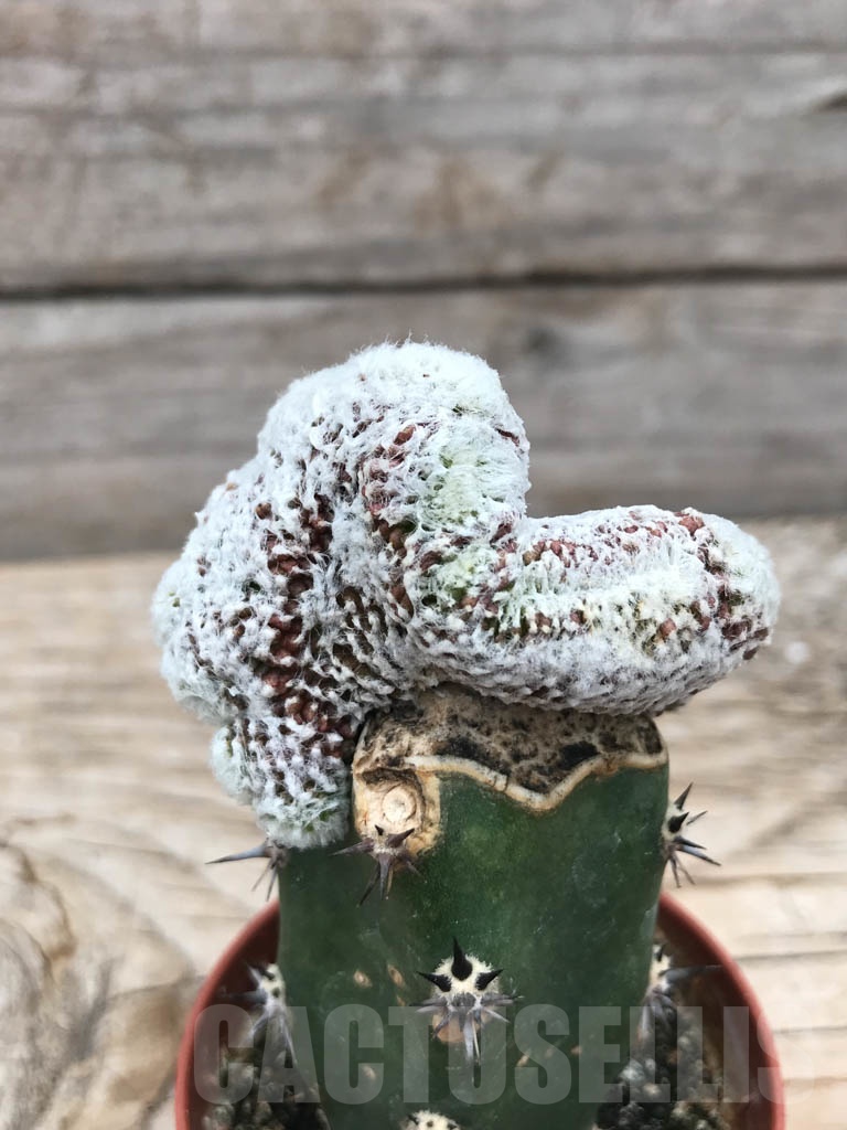 SHPR9843 Copiapoa laui fa. cristata