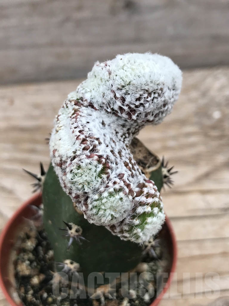 SHPR9843 Copiapoa laui fa. cristata - immagine 2