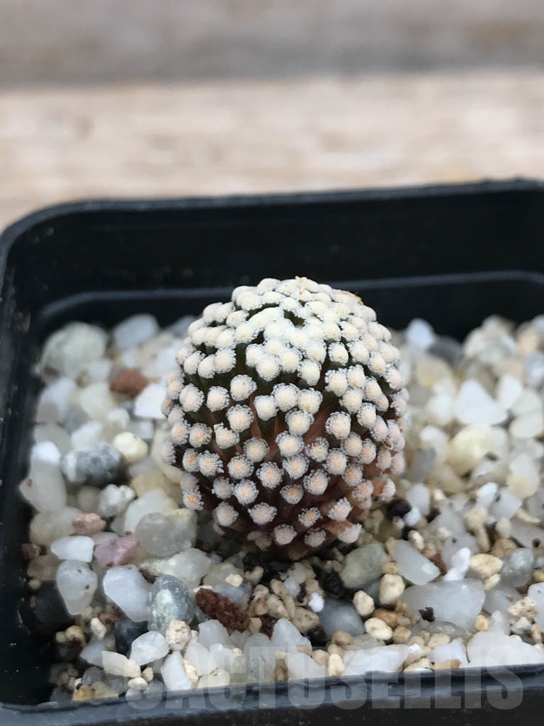 SHPR9844 Mammillaria luethyi