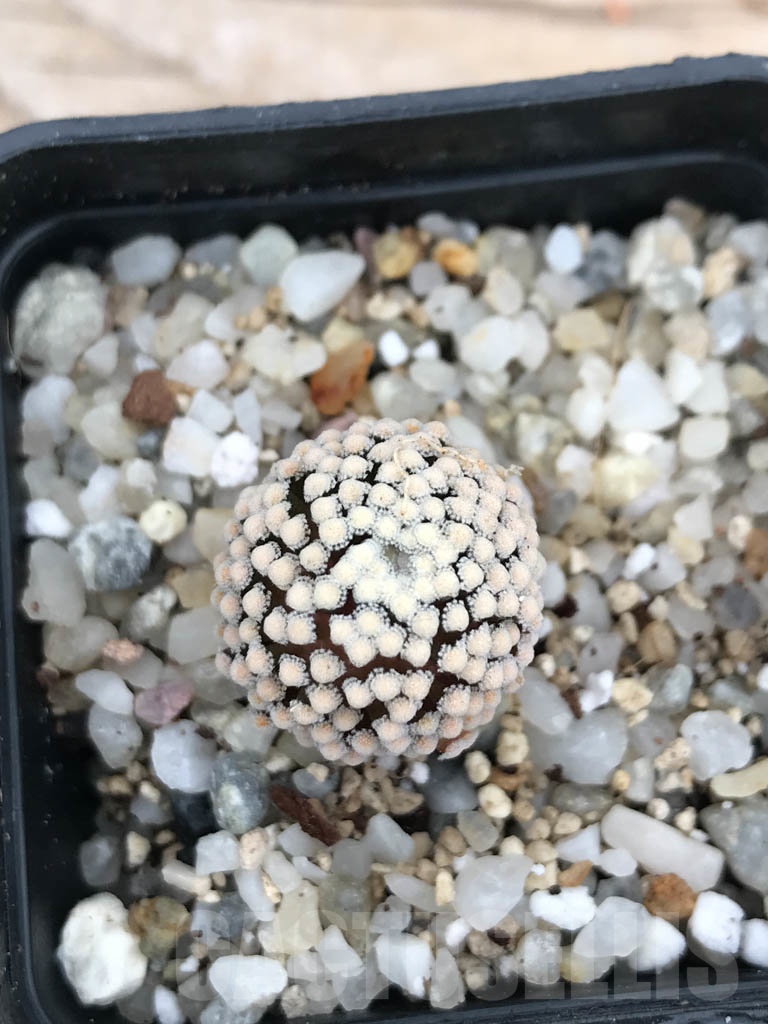 SHPR9844 Mammillaria luethyi – Bild 2