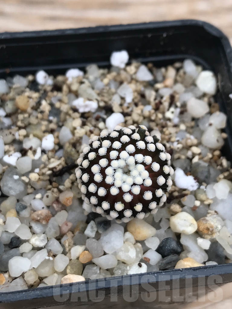 SHPR9844 Mammillaria luethyi – Bild 3