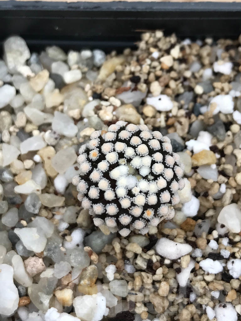 SHPR9844 Mammillaria luethyi – Bild 4