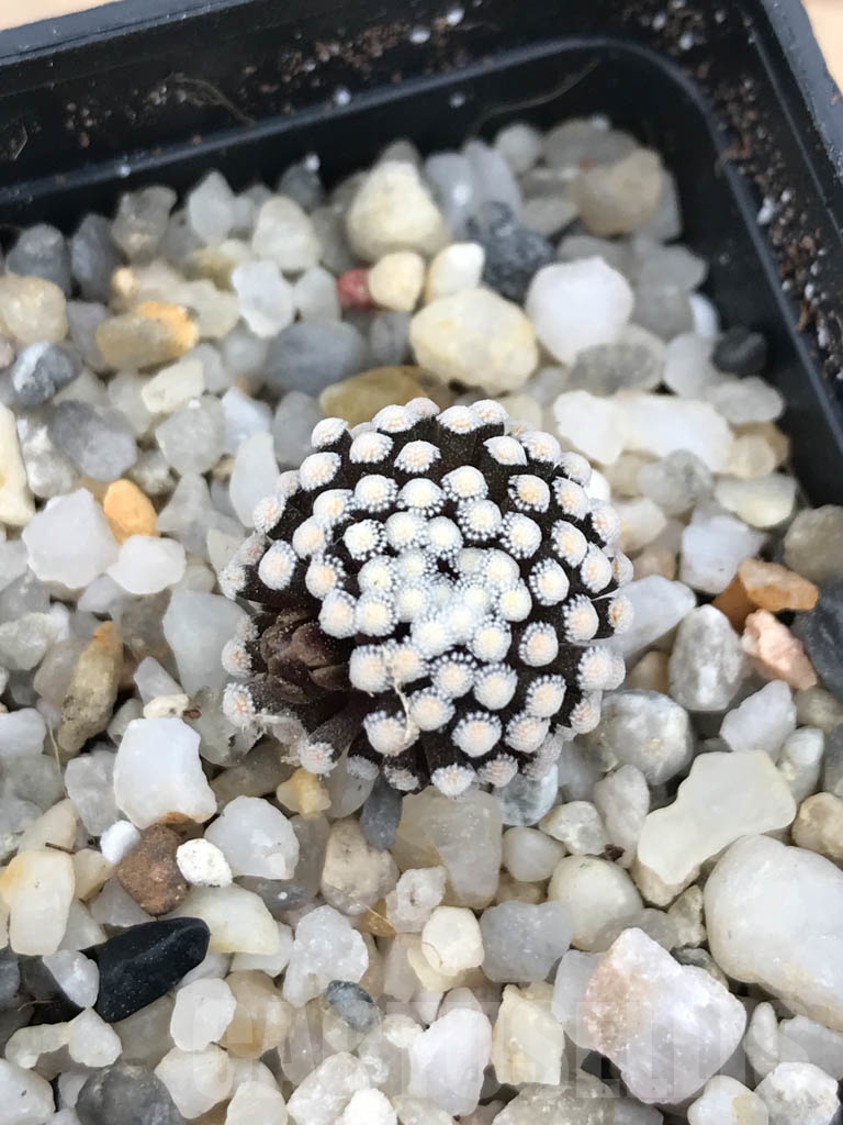 SHPR9844 Mammillaria luethyi – Bild 5