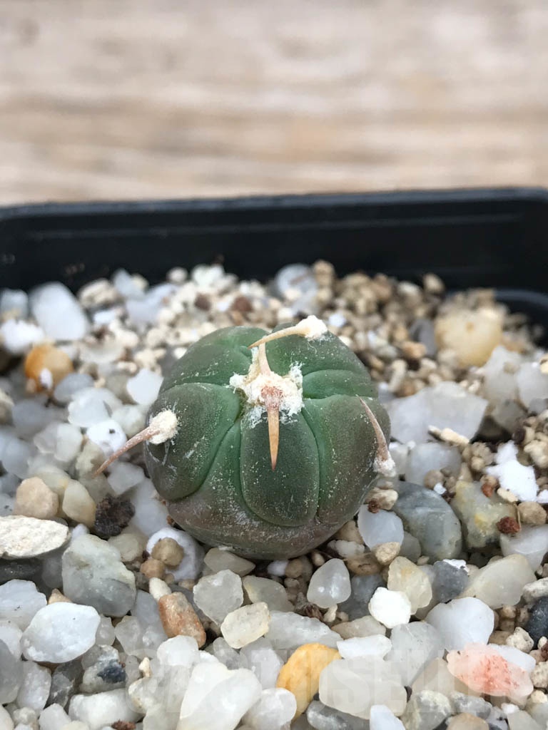 SHPR9845 Echinocactus horizonthalonius cv. Sirotoge Suiheimaru - Image 2