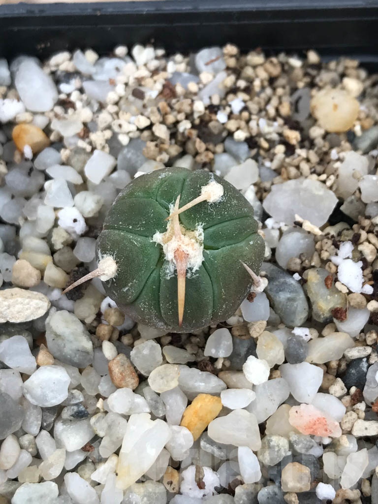 SHPR9845 Echinocactus horizonthalonius cv. Sirotoge Suiheimaru