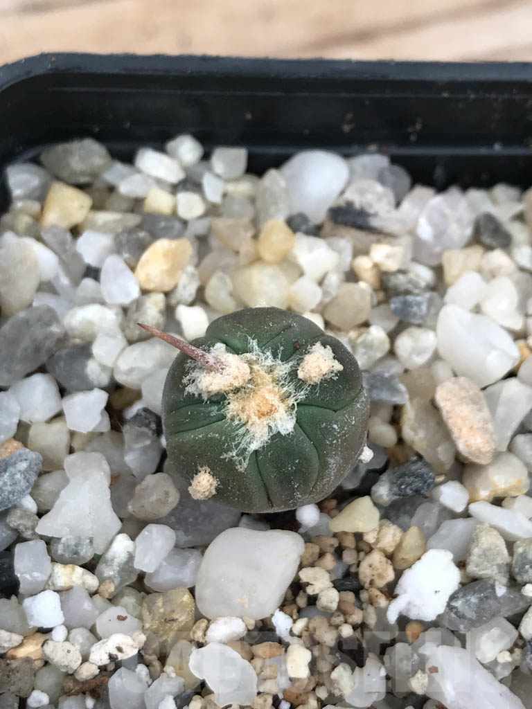 SHPR9845 Echinocactus horizonthalonius cv. Sirotoge Suiheimaru - Image 3