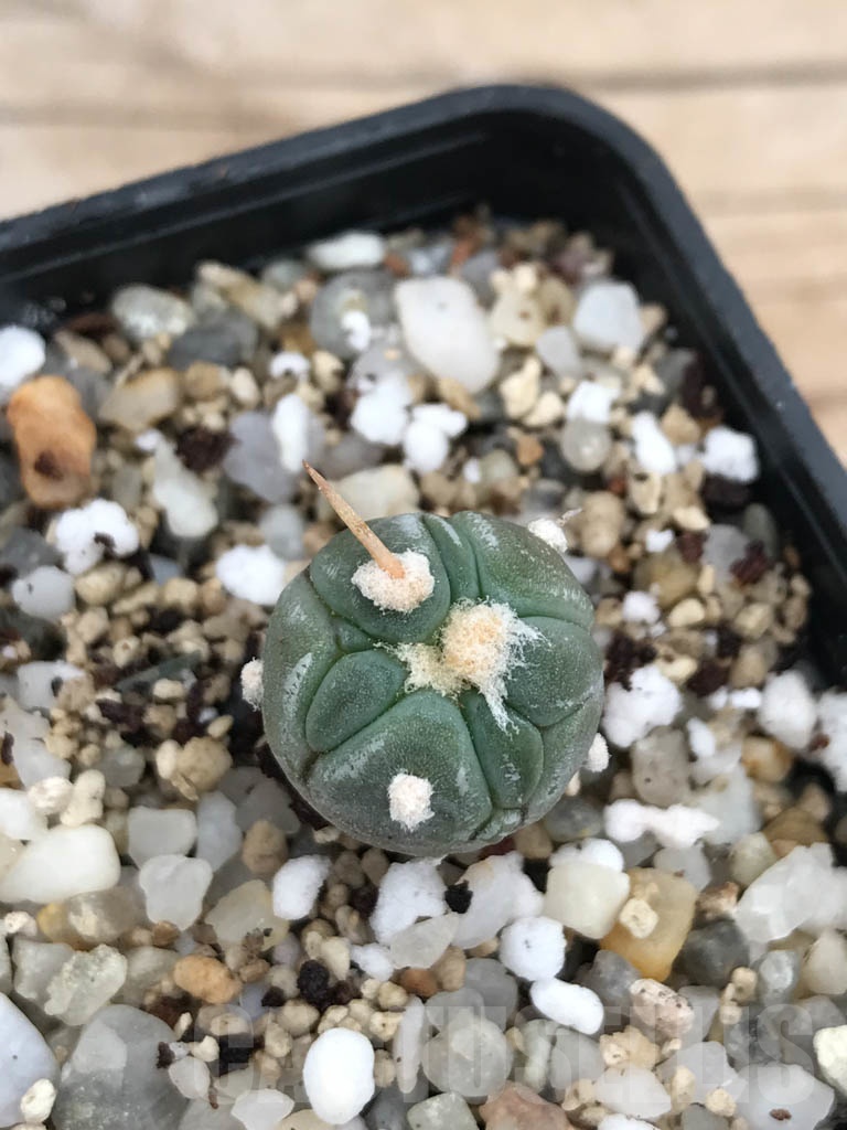 SHPR9845 Echinocactus horizonthalonius cv. Sirotoge Suiheimaru - Image 4