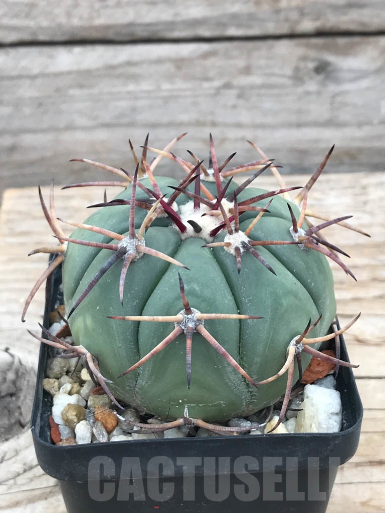 SHPR9847 Echinocactus horizonthalonius VZD 1155