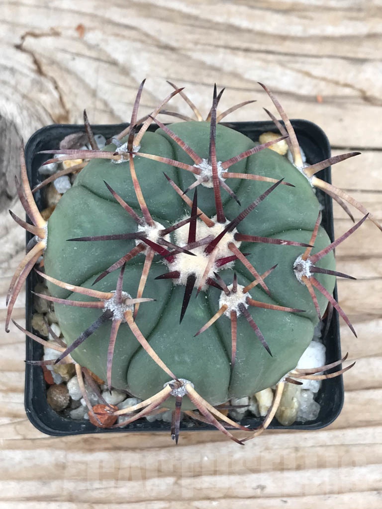 SHPR9847 Echinocactus horizonthalonius VZD 1155 - immagine 2