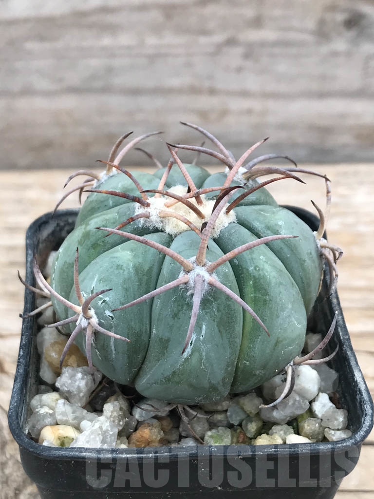 SHPR9848 Echinocactus horizonthalonius RC 499