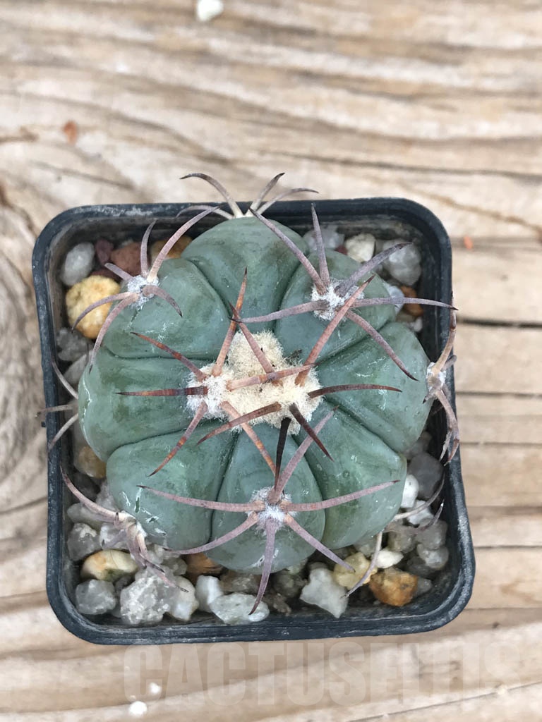 SHPR9848 Echinocactus horizonthalonius RC 499 - 画像 (2)