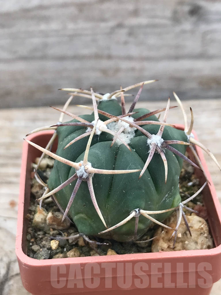 SHPR9849 Echinocactus horizonthalonius