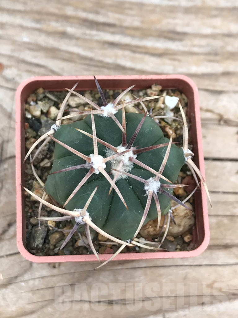 SHPR9849 Echinocactus horizonthalonius - Image 2