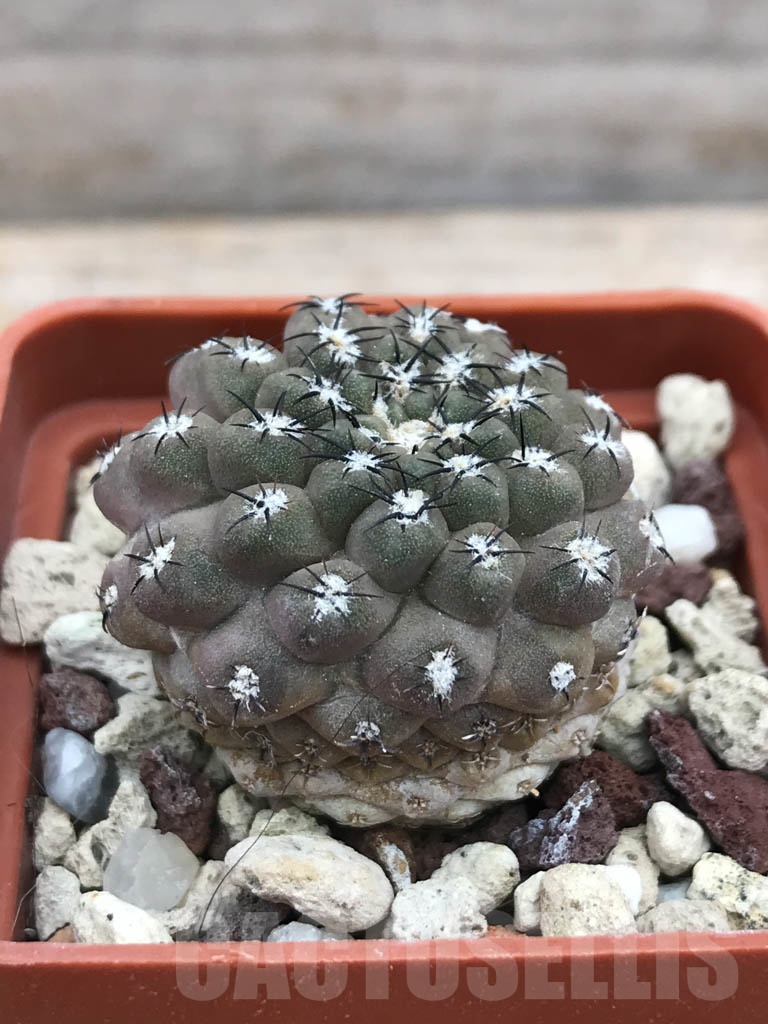 SHPR9850 Eriosyce heinrichiana (Pyrrhocactus chorosensis Ritter) JA 1