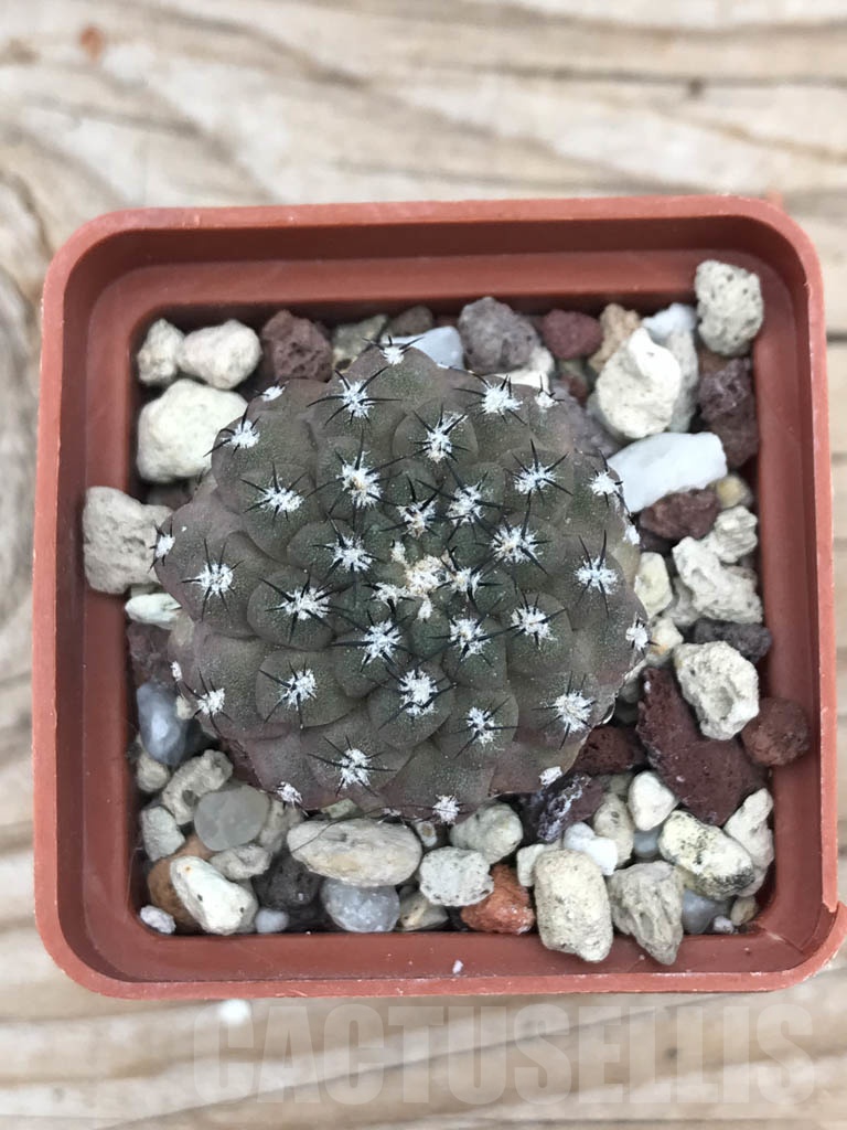 SHPR9850 Eriosyce heinrichiana (Pyrrhocactus chorosensis Ritter) JA 1 - Image 2