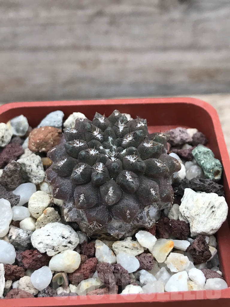 SHPR9851 Eriosyce occulta (Pyrrhocactus occultus) JA 81