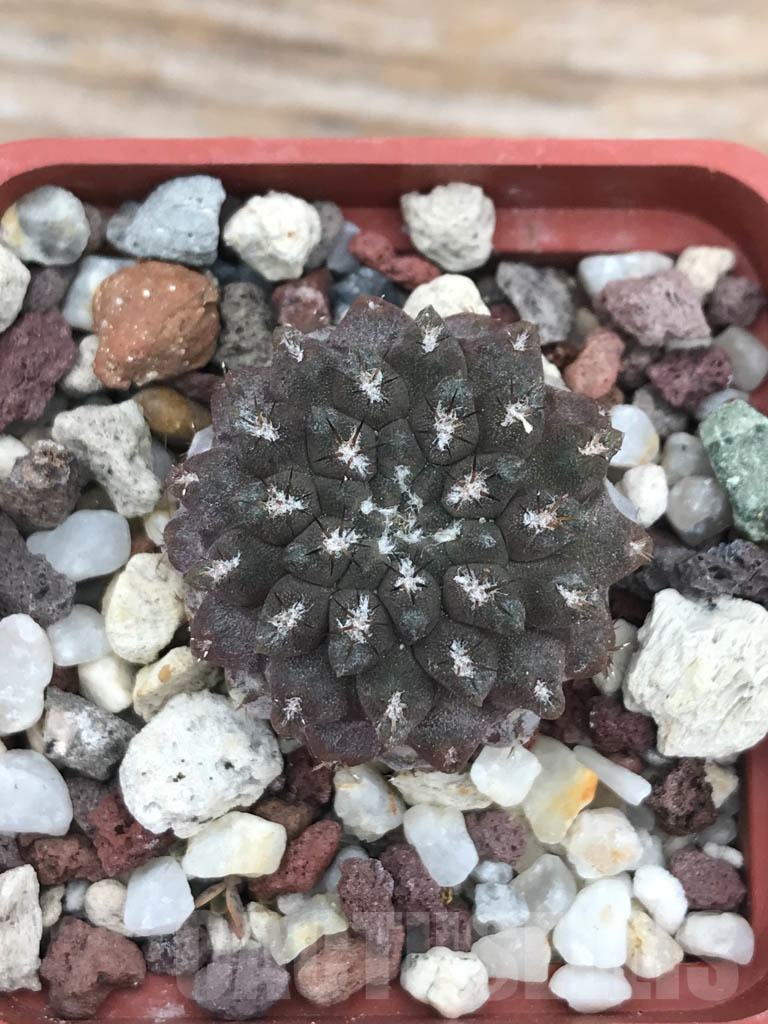 SHPR9851 Eriosyce occulta (Pyrrhocactus occultus) JA 81 - 画像 (2)