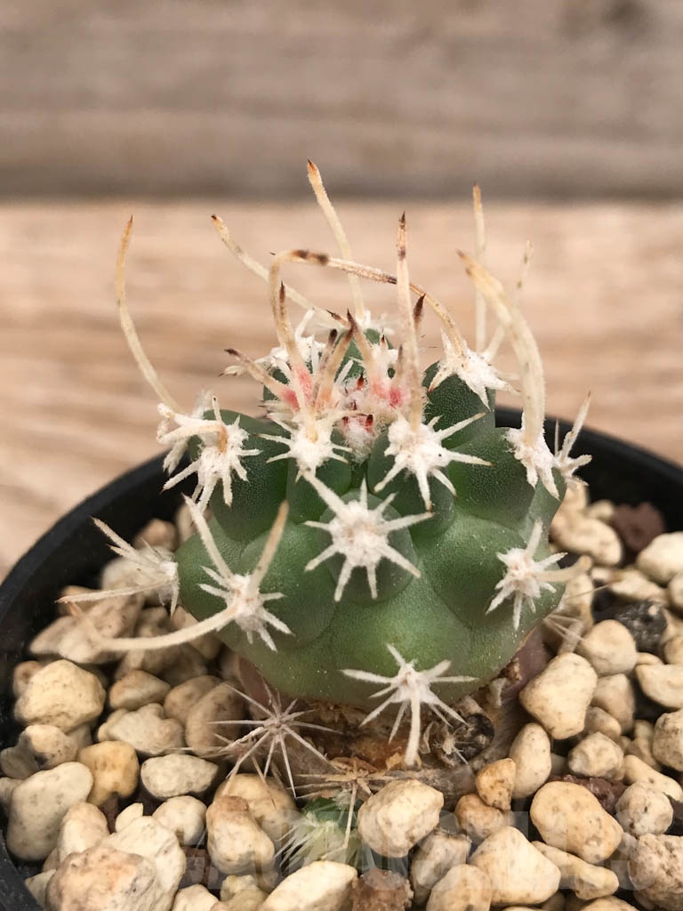 SHPR9853 Sclerocactus blainei 'schleseri' SB 1540, cl 14