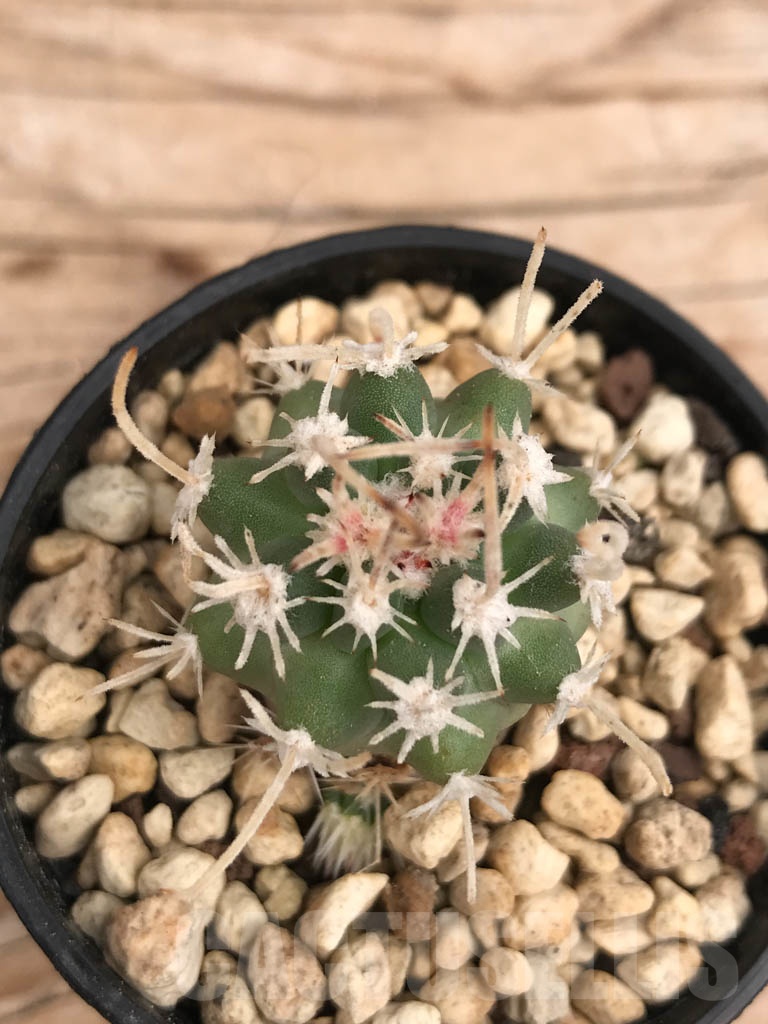 SHPR9853 Sclerocactus blainei 'schleseri' SB 1540, cl 14 - Image 2