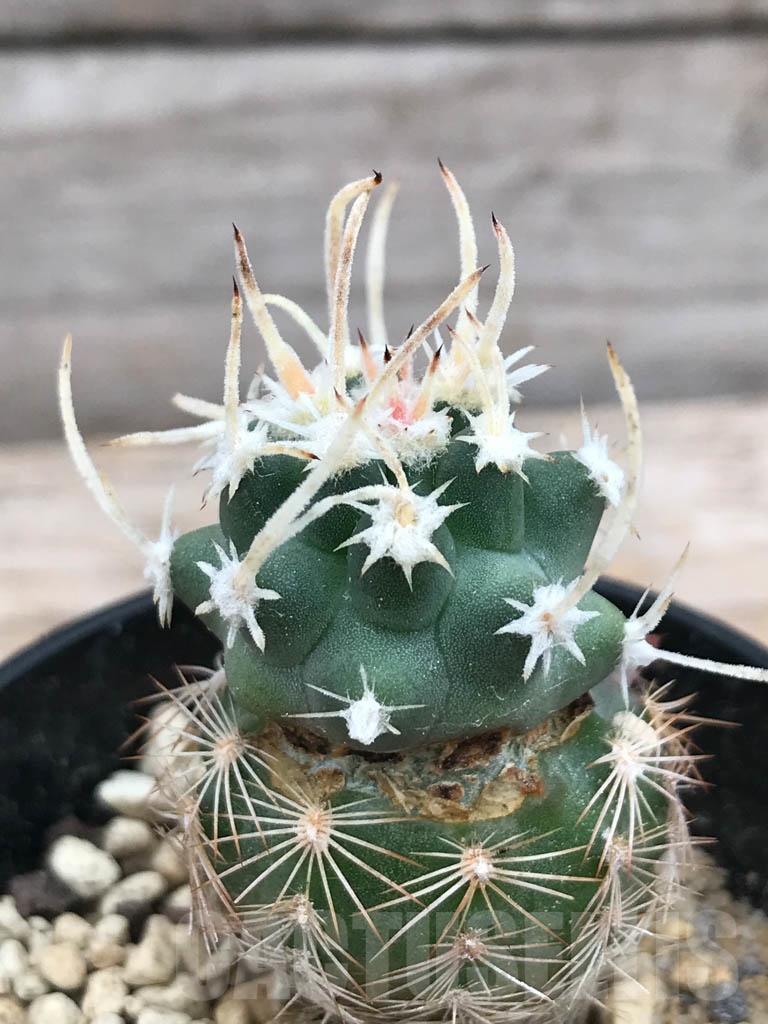 SHPR9854 Sclerocactus blainei 'schleseri' SB 1540, cl 13