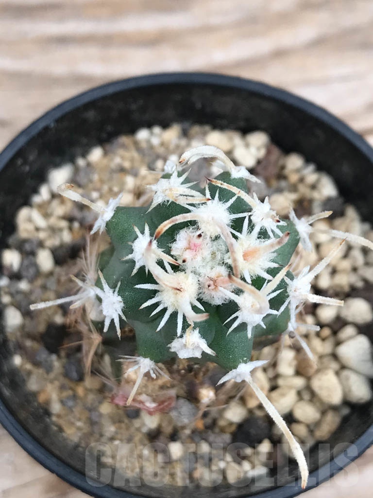 SHPR9854 Sclerocactus blainei 'schleseri' SB 1540, cl 13 - Image 2