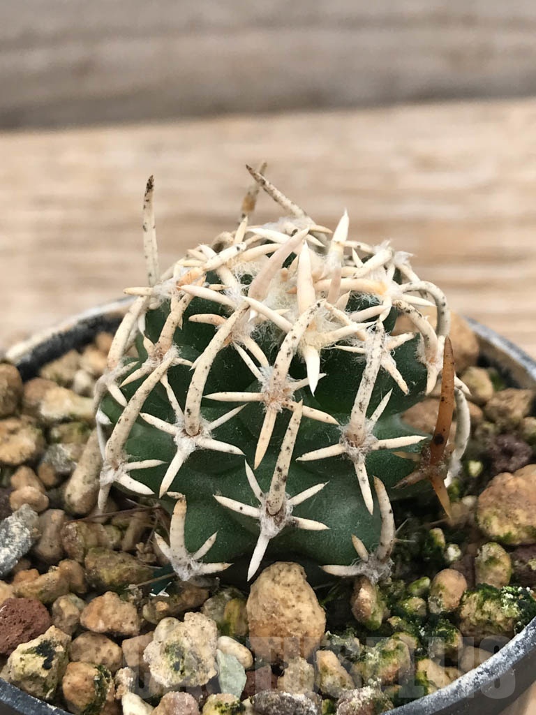 SHPR9855 Navajoa peeblesiana v. maia, cl 03