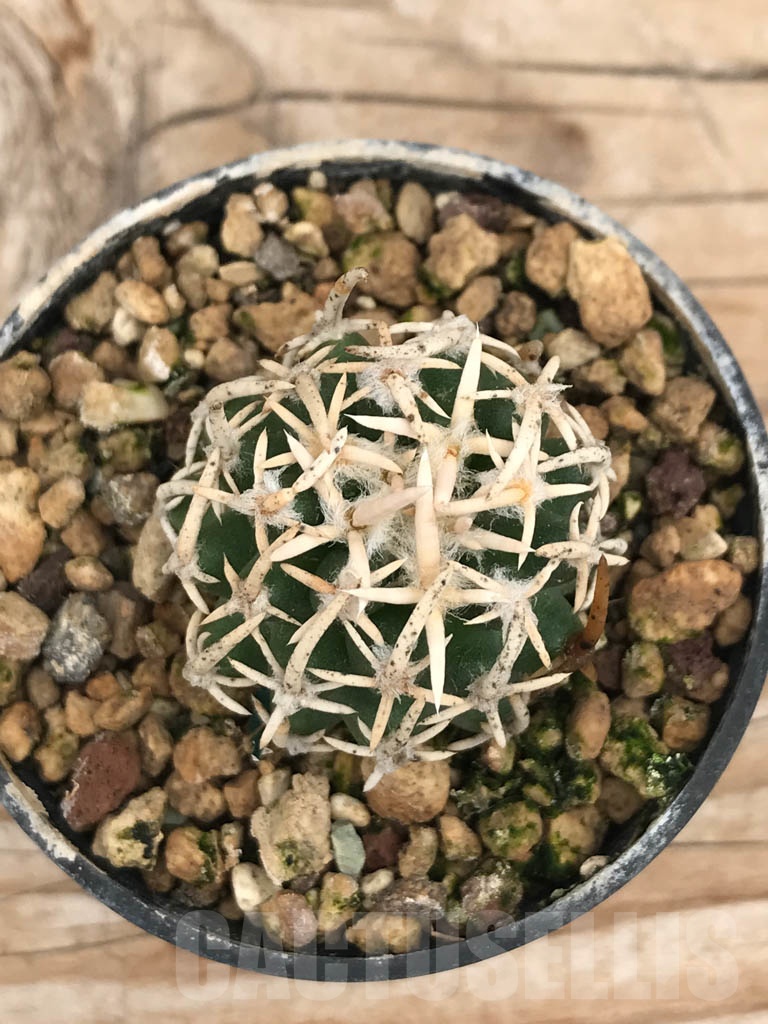 SHPR9855 Navajoa peeblesiana v. maia, cl 03 - Image 2