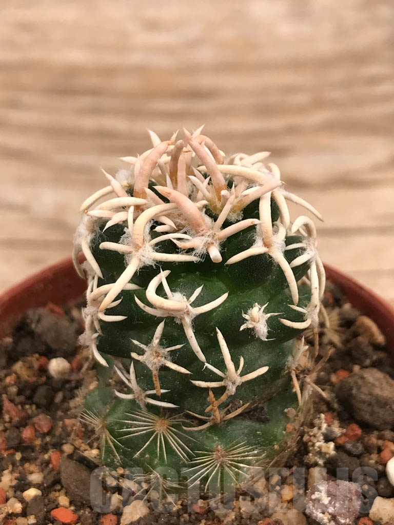 SHPR9857 Navajoa peeblesiana v. maia, cl 11 - Зображення 3