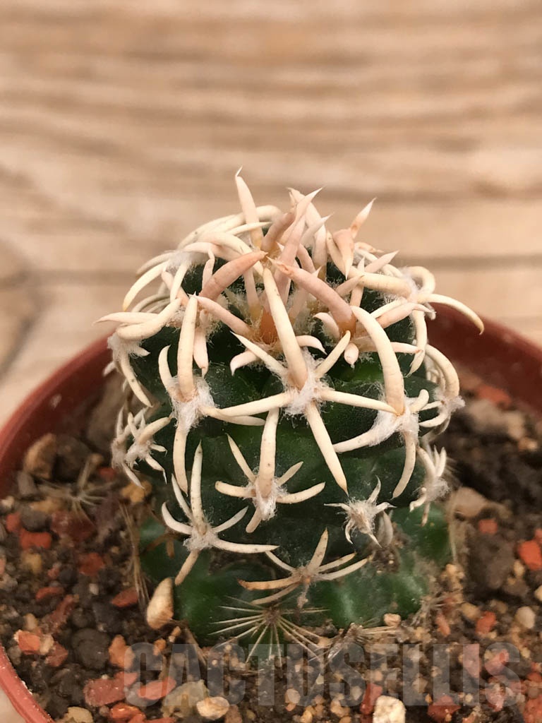 SHPR9857 Navajoa peeblesiana v. maia, cl 11