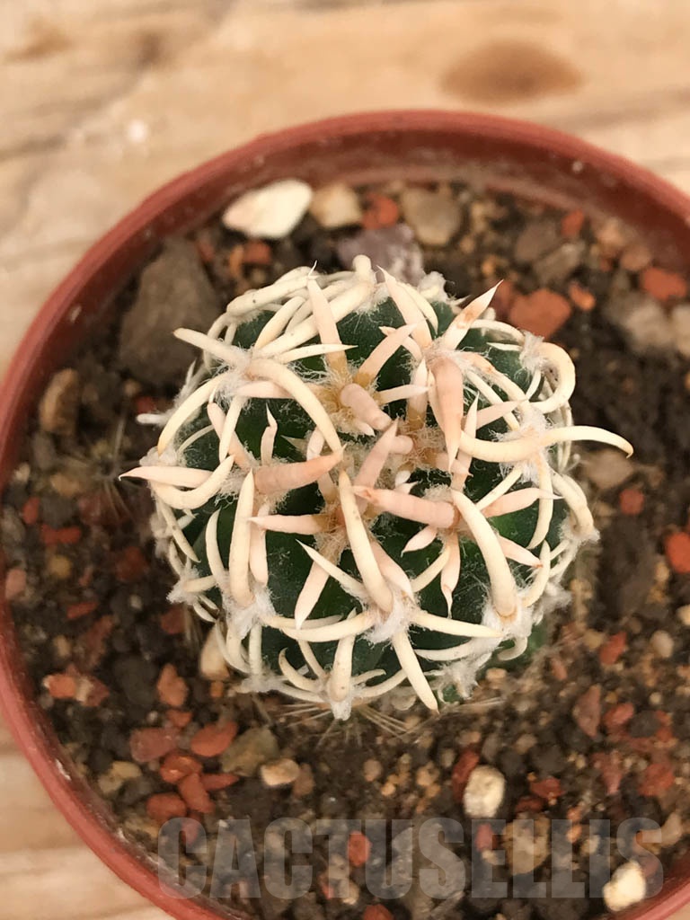 SHPR9857 Navajoa peeblesiana v. maia, cl 11 - Зображення 2