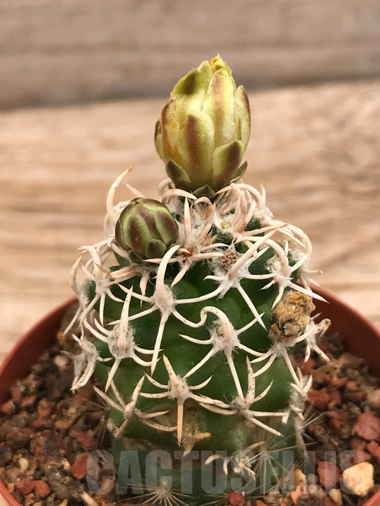 SHPR9858 Navajoa peeblesiana v. maia, cl 13