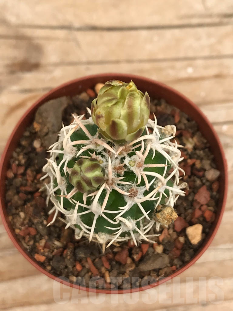 SHPR9858 Navajoa peeblesiana v. maia, cl 13 - Image 2