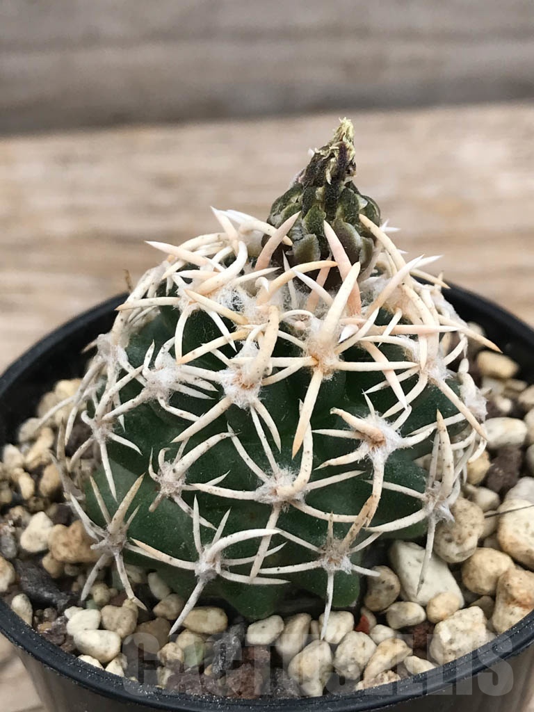 SHPR9860 Navajoa peeblesiana v. maia, cl 14