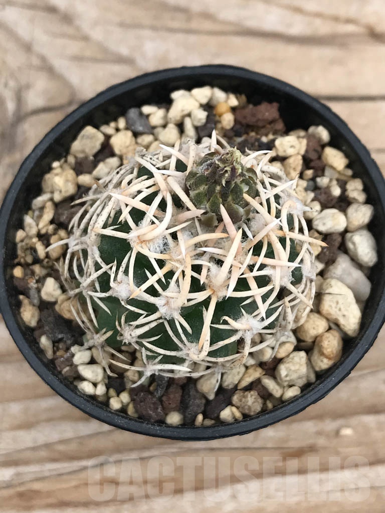 SHPR9860 Navajoa peeblesiana v. maia, cl 14 - Image 2