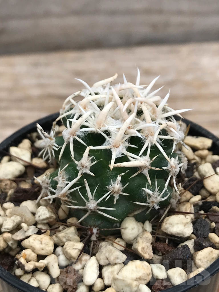 SHPR9861 Navajoa peeblesiana v. maia, cl 16