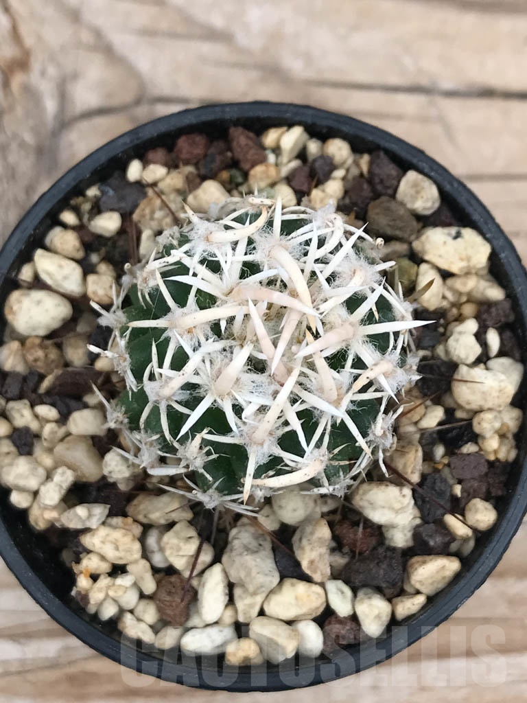 SHPR9861 Navajoa peeblesiana v. maia, cl 16 - Image 2