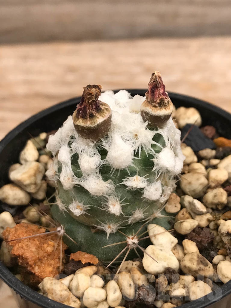 SHPR9864 Pediocactus winkleri RP 132, cl 11