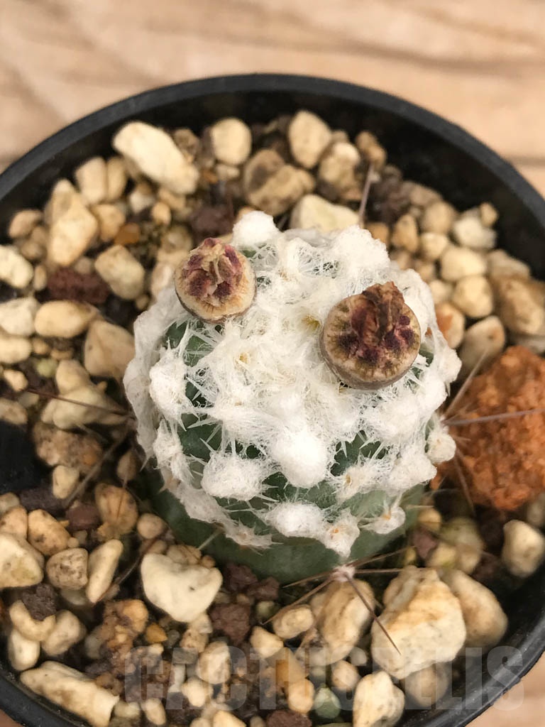 SHPR9864 Pediocactus winkleri RP 132, cl 11 - Image 2