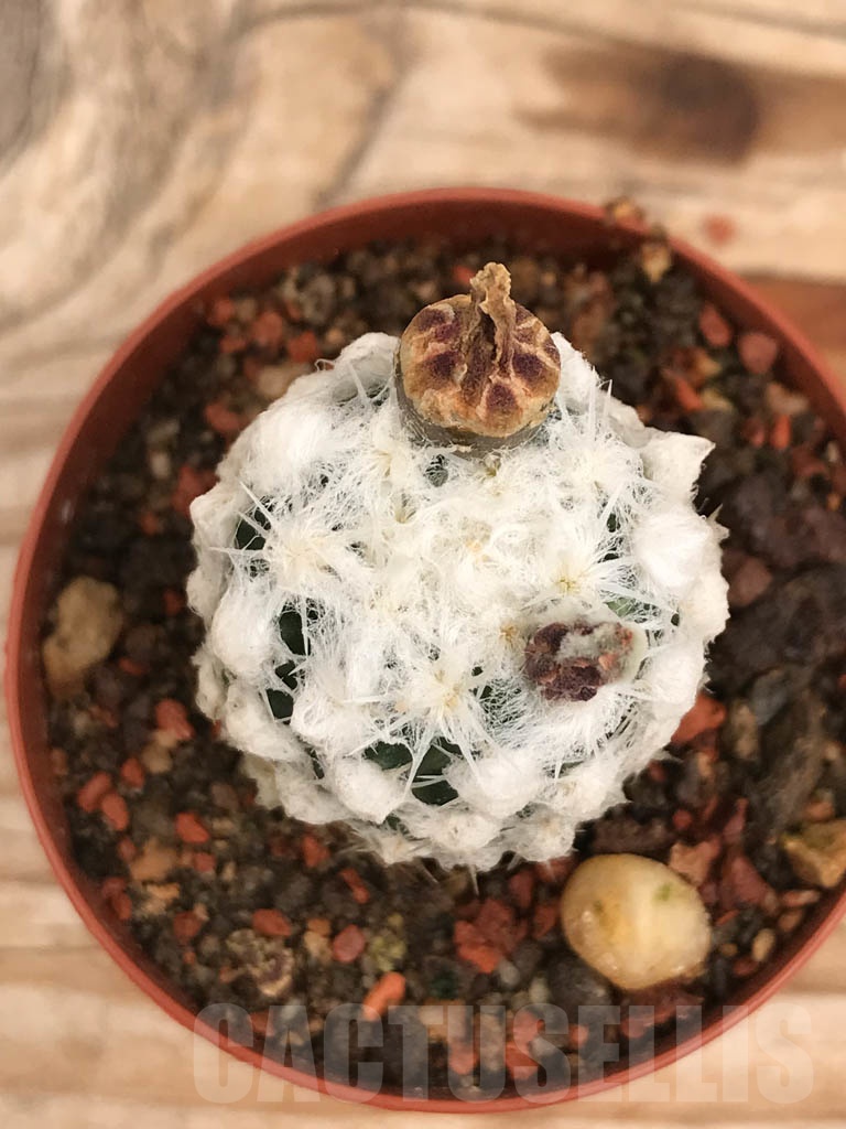 SHPR9864 Pediocactus winkleri RP 132, cl 11 - Image 3