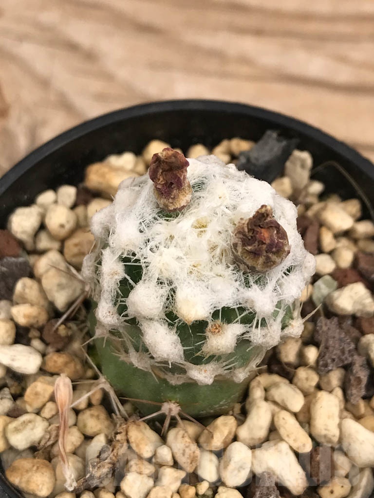 SHPR9864 Pediocactus winkleri RP 132, cl 11 - Image 4