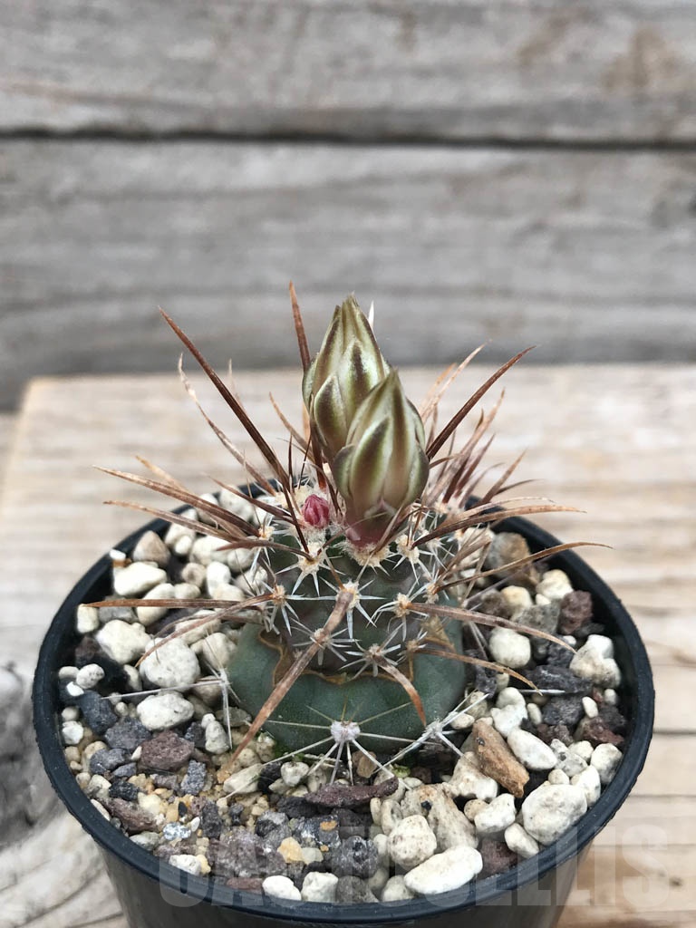 SHPR9867 Toumeya papyracantha SB 1914, cl 01 - Image 2