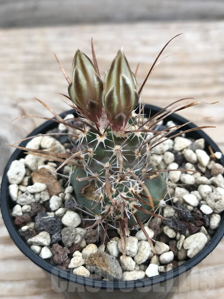 SHPR9867 Toumeya papyracantha SB 1914, cl 01