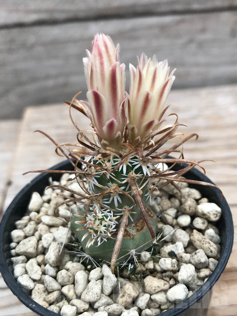 SHPR9874 Pediocactus sileri RP 118, cl 03