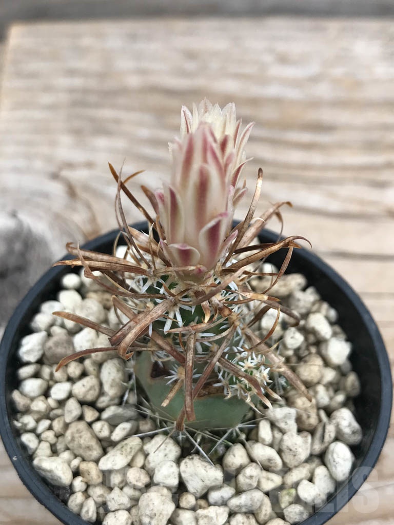 SHPR9874 Pediocactus sileri RP 118, cl 03 - Image 2