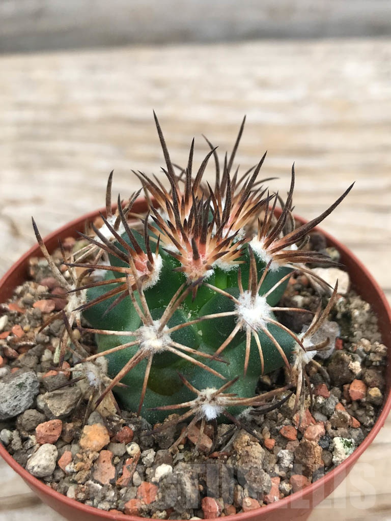 SHPR9875 Pediocactus sileri RP 118, cl 04