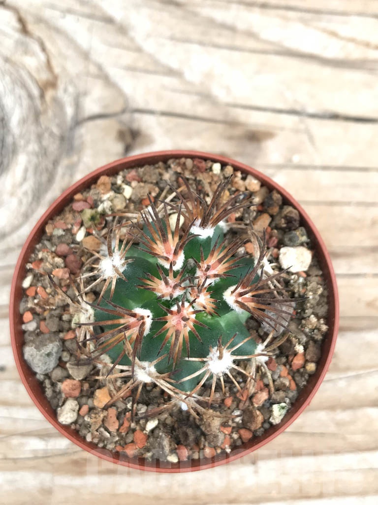 SHPR9875 Pediocactus sileri RP 118, cl 04 - Image 2